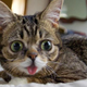 Illustration for article titled Watch Andrew W.K. and feline Internet sensation Lil Bub wish you happy holidays
